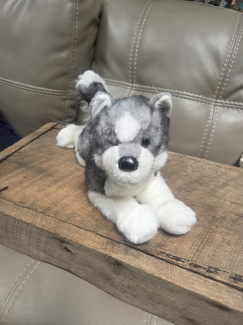 16" Douglas Sasha Siberian Husky ~ Beautiful, Clean & Soft ~ Bin PP